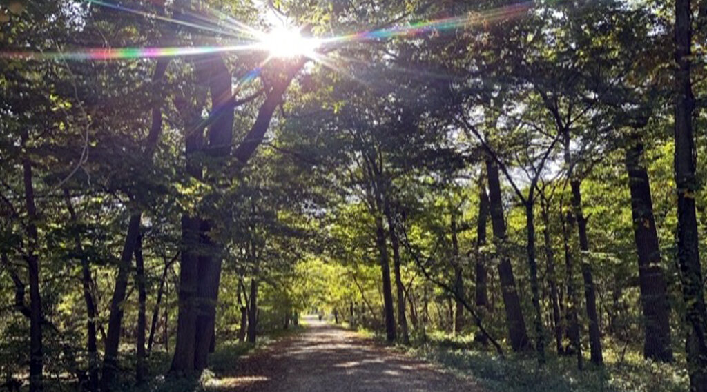 Nature and Forest Therapy
